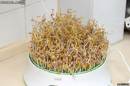 在家自制豆芽机 1374109676857.jpg
