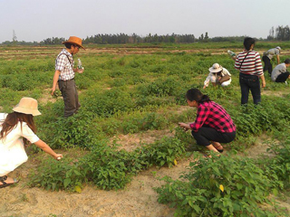 大爷大妈最爱 哪些野菜我们能食之有味