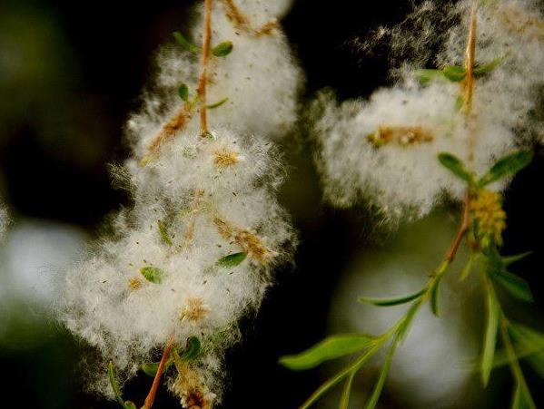 远离柳絮骚扰？猜一猜空气净化器是如何帮你