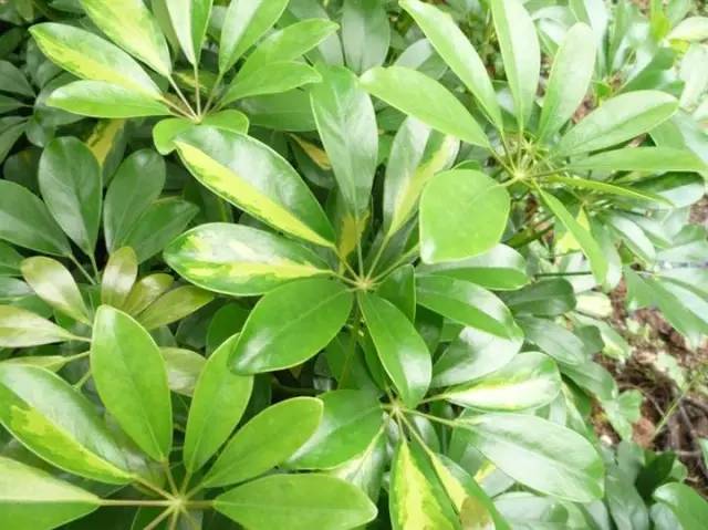 这10种植物放家里 效果胜过空气净化器