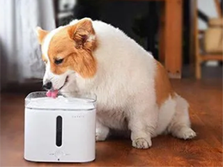 猫窝闷死猫 饮水机漏电 小佩宠物“科技”牌怎么打?